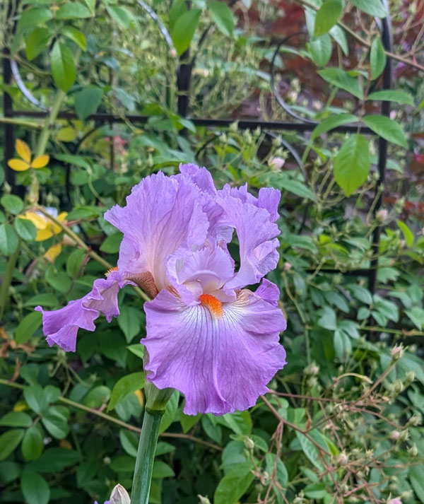Scrumdiddlyumptious Bearded Iris