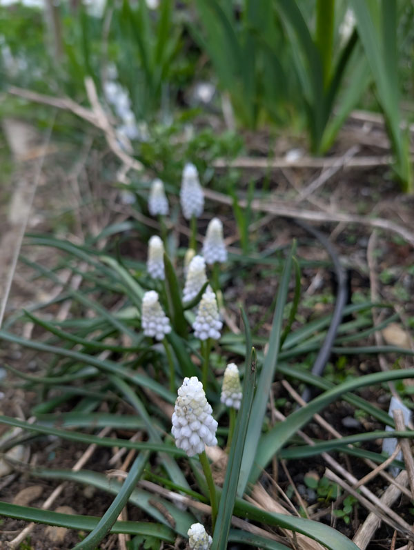 Siberian Tiger Muscari