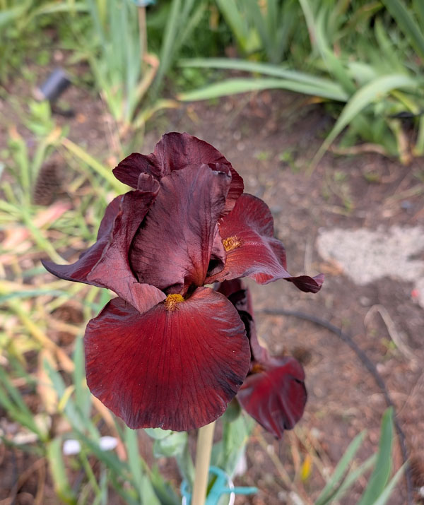 Spartan Bearded Iris