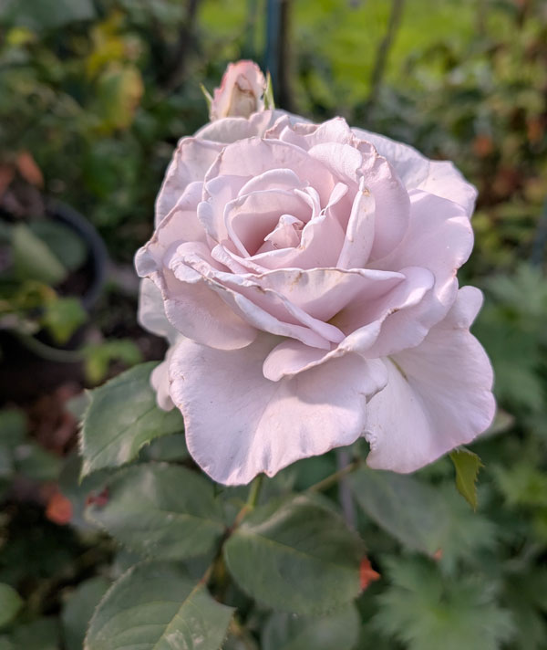 Stainless Steel Rose