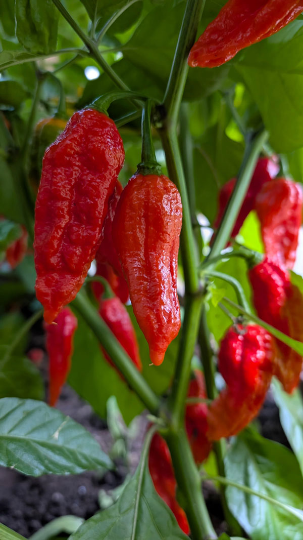 Super Hot Chiles