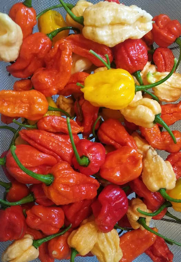 Hot Peppers