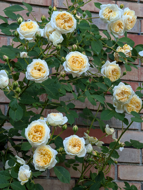 Teasing Georgia Rose