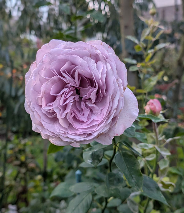 The Pride Rose