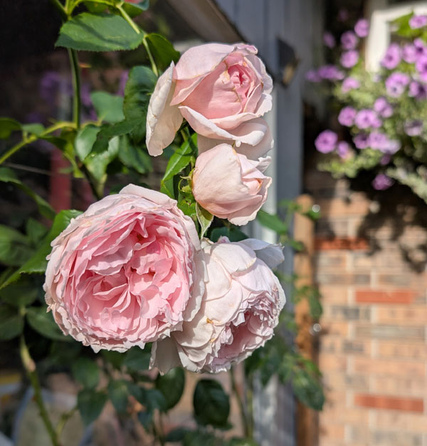 The Wedgwood Rose