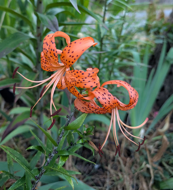 Tiger Lily