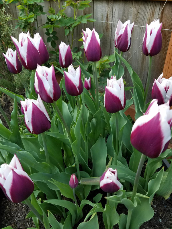 Tulips