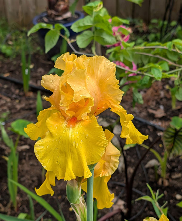 Tumalo Sunset Bearded Iris