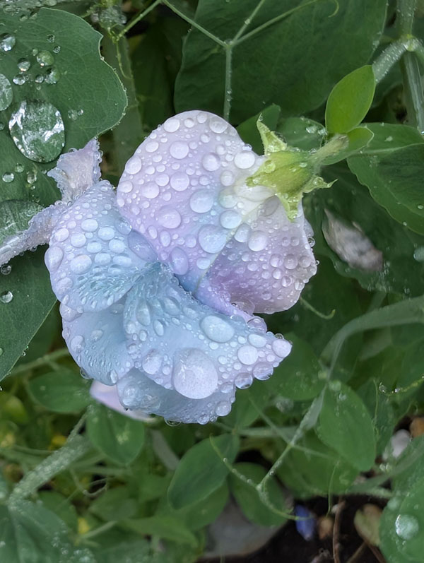 Turquoise Lagoon Sweet Pea