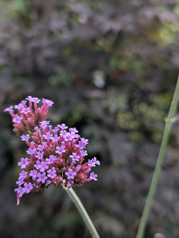 Verbena Bonariensis