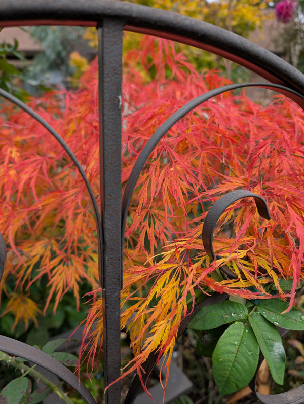 Japanese Maples