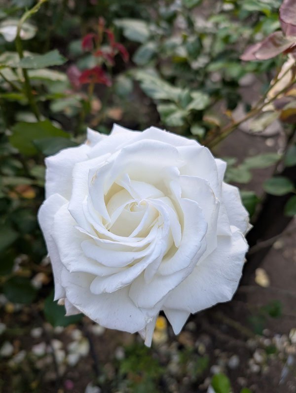 'Pope John Paul II' Hybrid Tea Rose