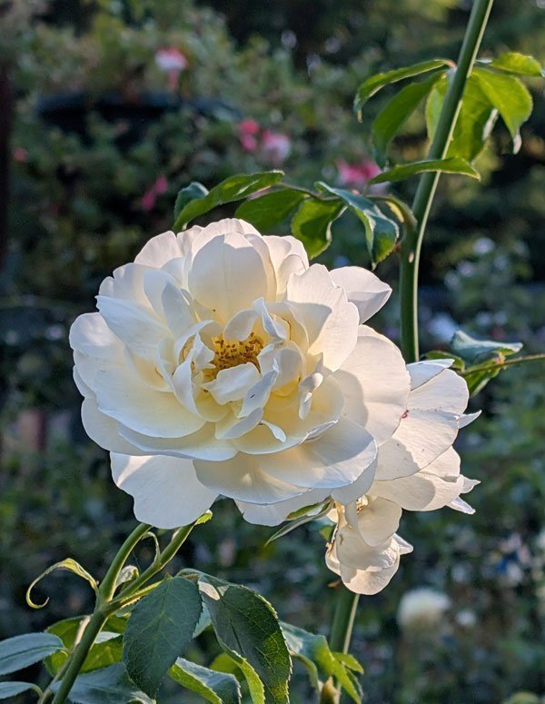 'Lichfield Angel' English Climbing Rose