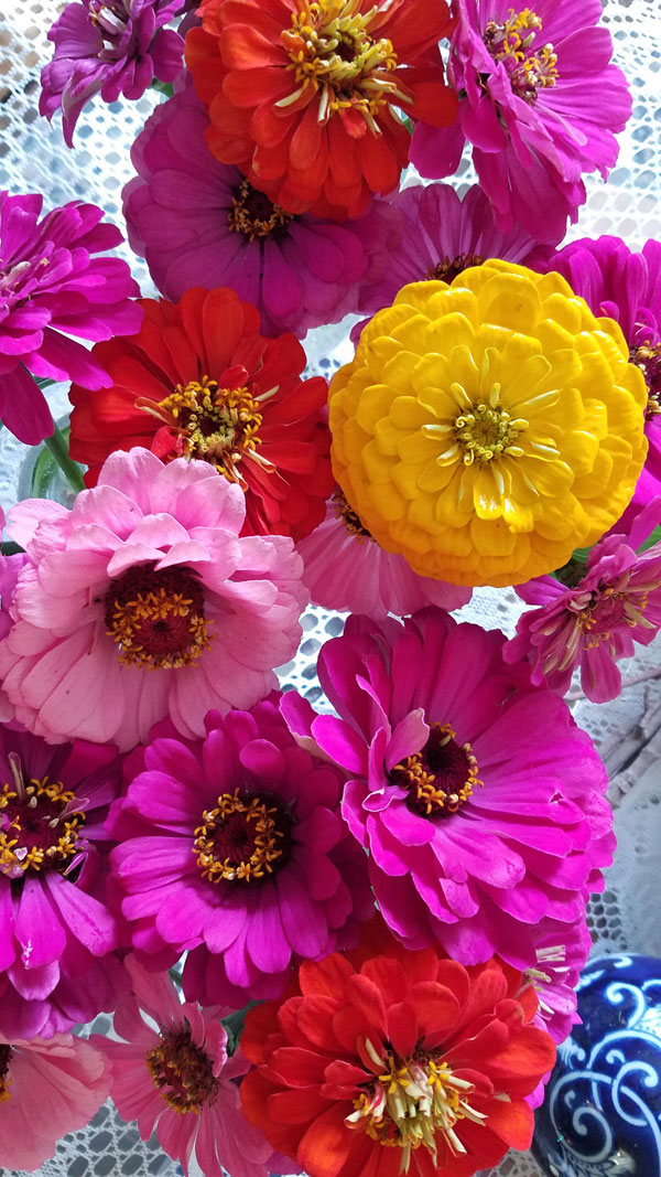 Zinnias