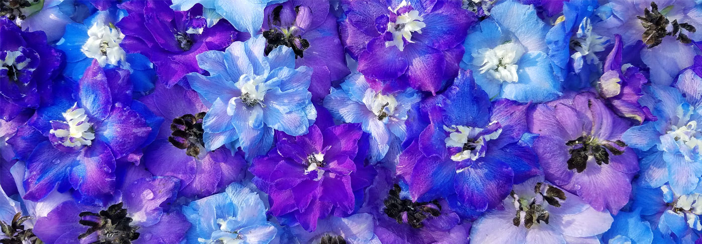 banner image - delphiniums